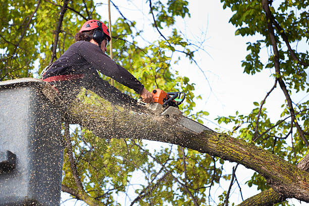 Tree Branch Trimming in Savannah, GA